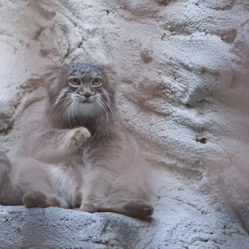 A photograph of Figa in Nogeyama Zoo