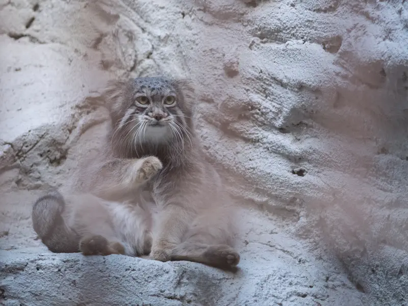 A photograph of Figa in Nogeyama Zoo