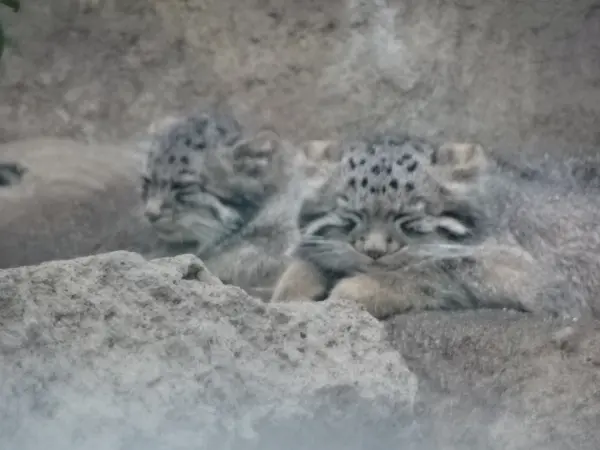 A photograph of a Pallas's cat