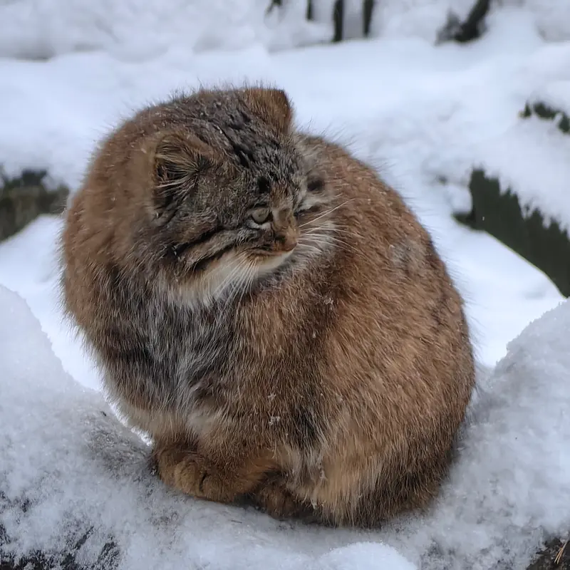 A photograph of Son of Snezhinka b.2025 Ⅲ in Novosibirsk Zoo