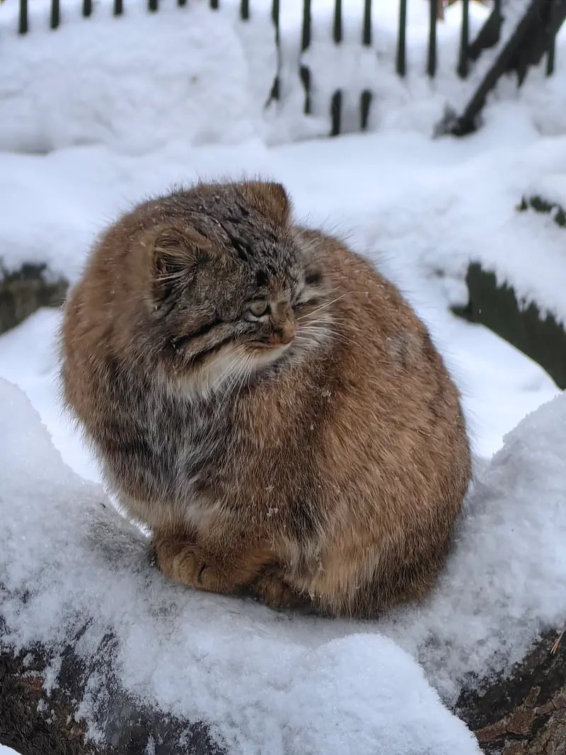 A photograph of Son of Snezhinka b.2025 Ⅲ in Novosibirsk Zoo