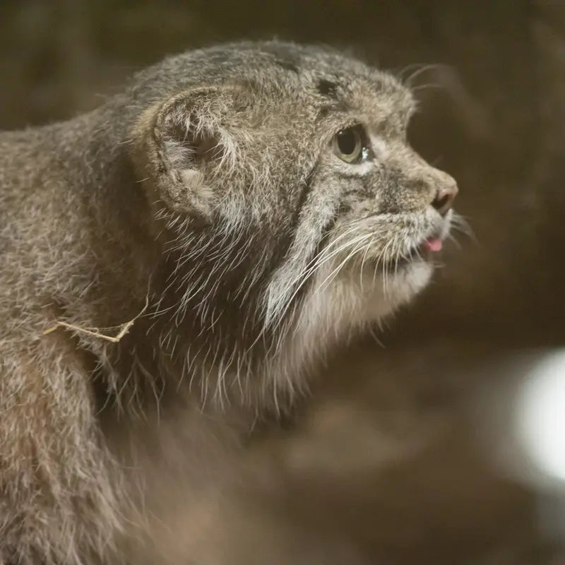 A photograph of Klyon in Ueno Zoological Gardens