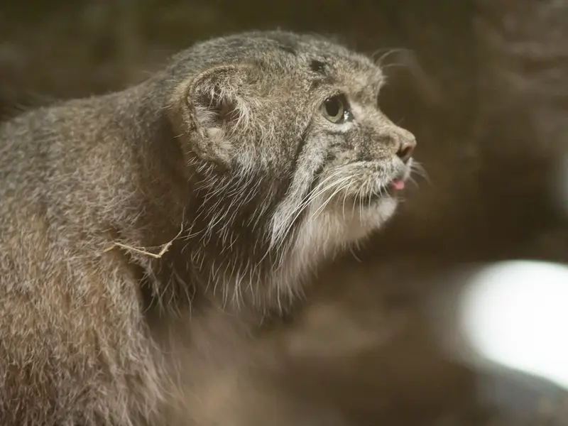 A photograph of Klyon in Ueno Zoological Gardens