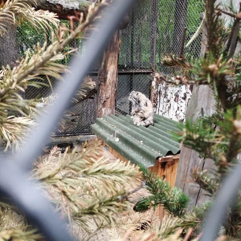 A photograph of Zelenogorsk in Novosibirsk Zoo