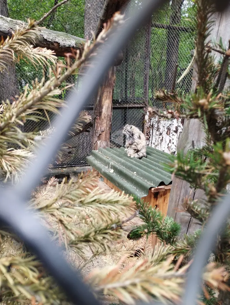 A photograph of Zelenogorsk in Novosibirsk Zoo