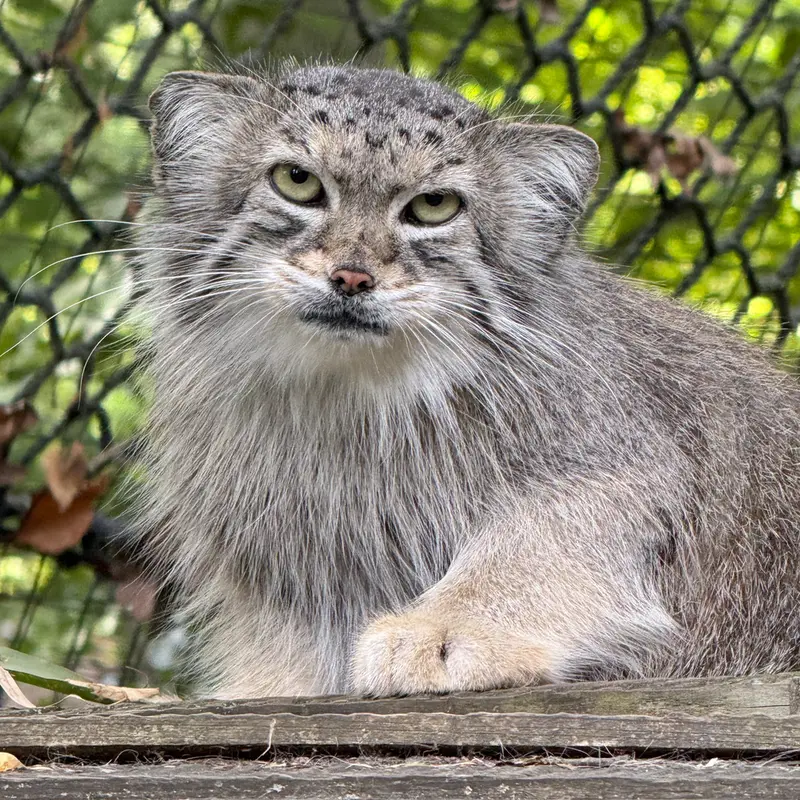 A photograph of Ceba in Smithsonian's National Zoo