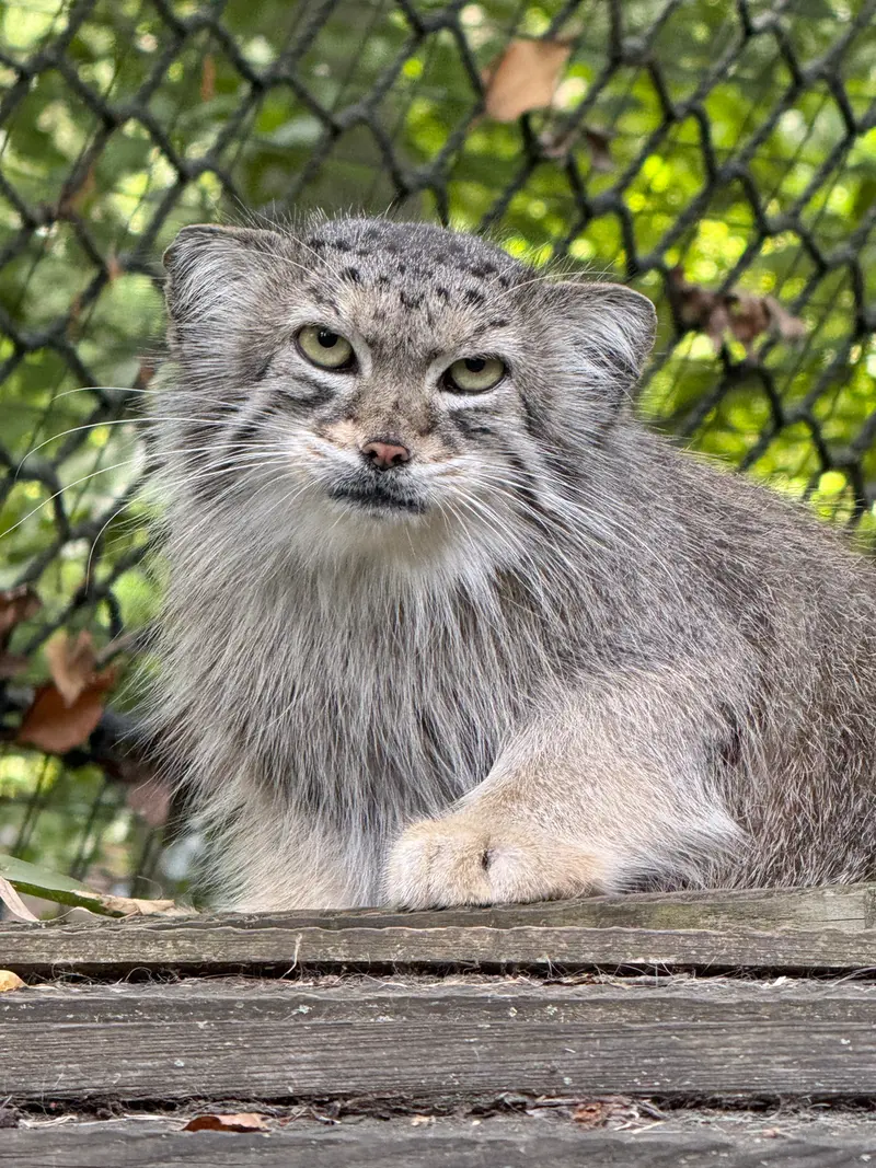 A photograph of Ceba in Smithsonian's National Zoo