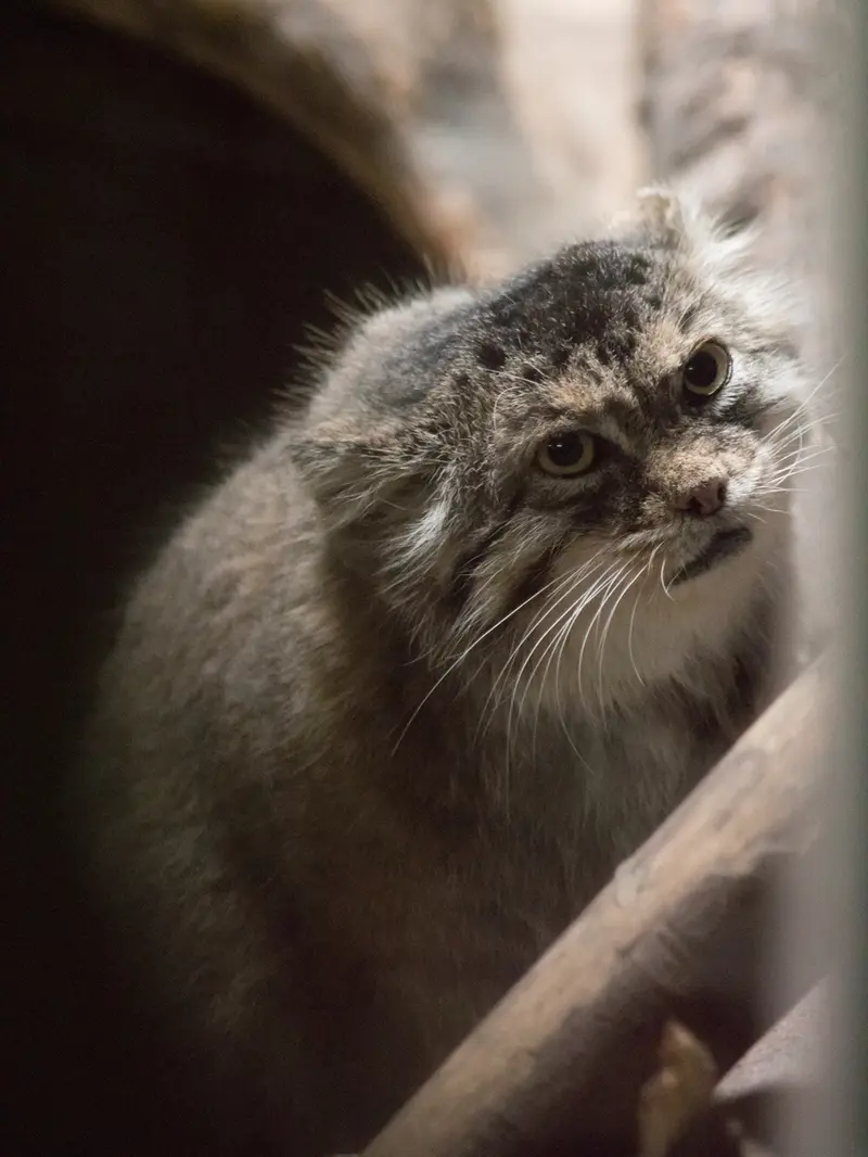 A photograph of Primula in Ueno Zoological Gardens
