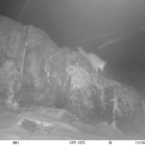 A photograph of Red fox from Aktas-Kunkora camera trap