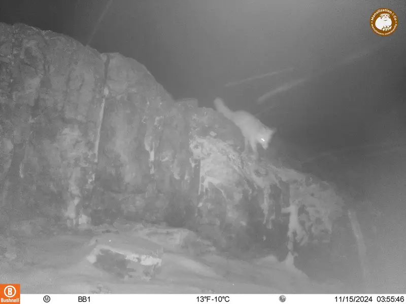 A photograph of Red fox from Aktas-Kunkora camera trap
