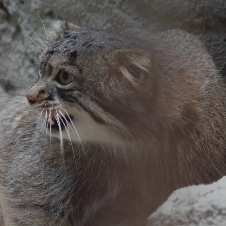 A photograph of Figa in Nogeyama Zoo