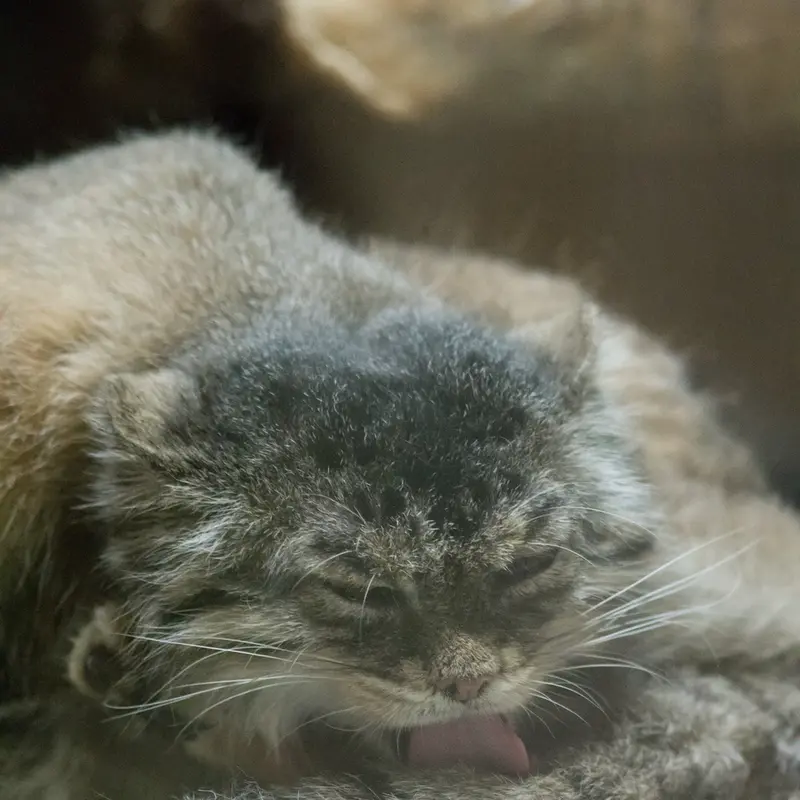 A photograph of Primula in Ueno Zoological Gardens