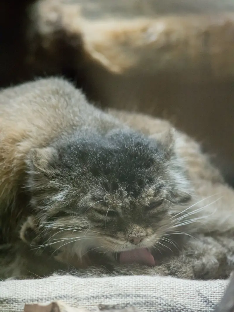 A photograph of Primula in Ueno Zoological Gardens
