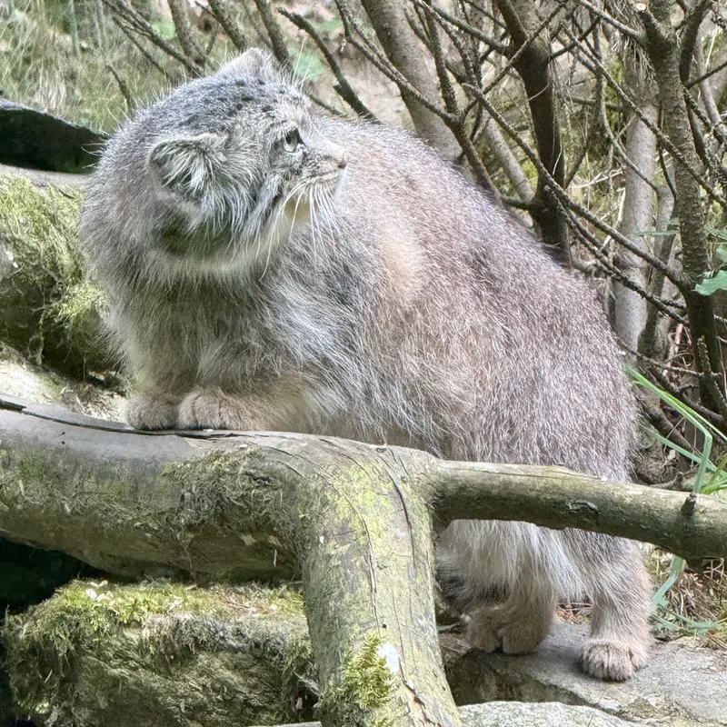 A photograph of Fay in Opel Zoo