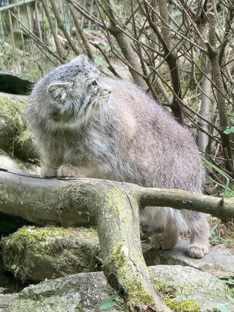 A photograph of Fay in Opel Zoo