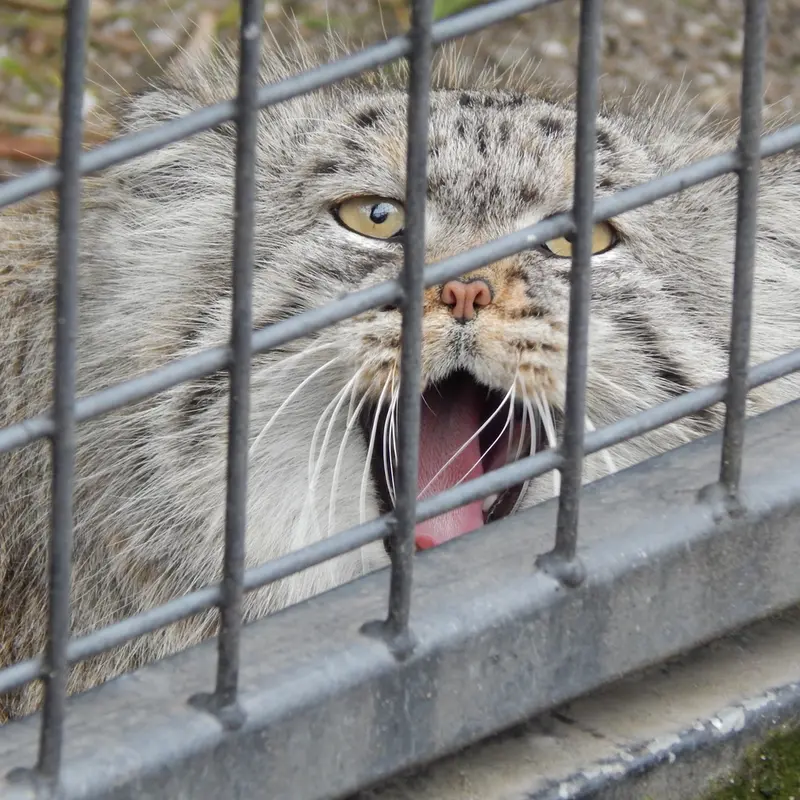 A photograph of Aldan in Zie-Zoo