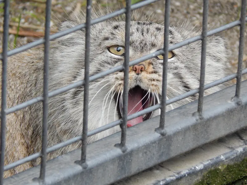 A photograph of Aldan in Zie-Zoo