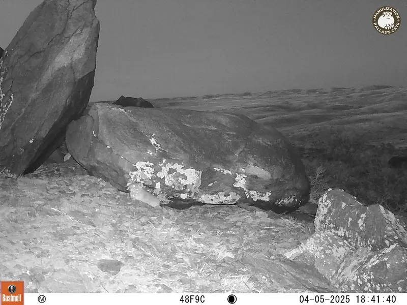 A photograph of Kazakh pika from Koshkar camera trap