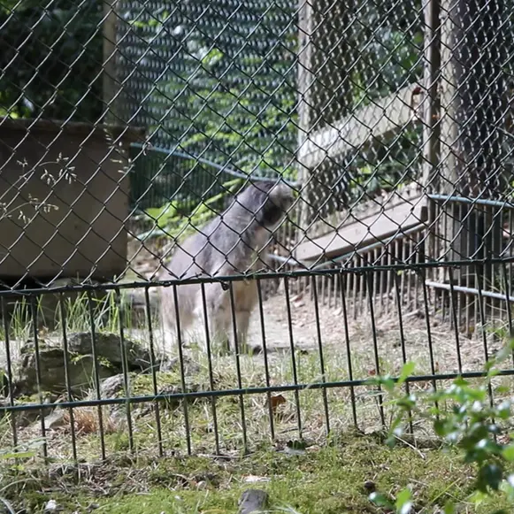 A photograph of a Pallas's cat in Opel Zoo