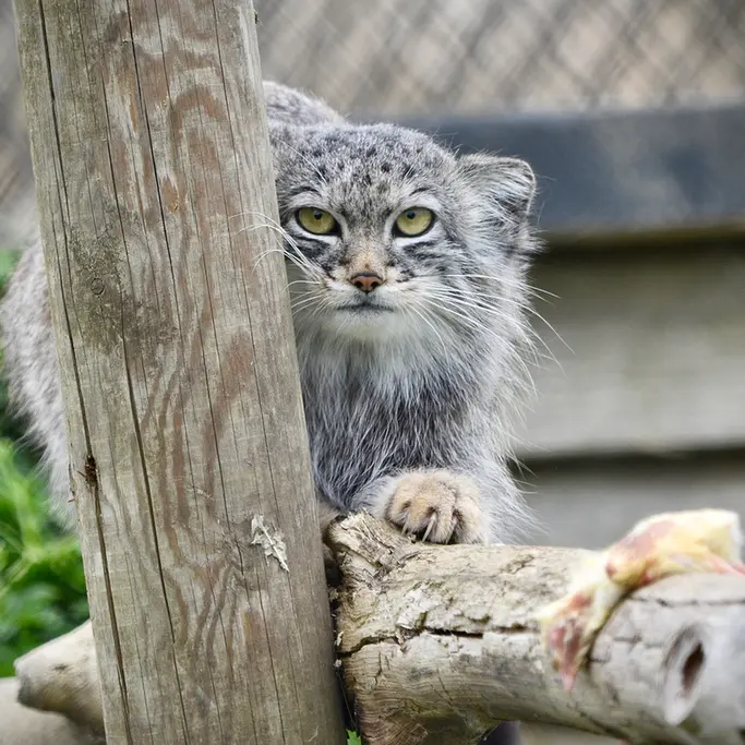 A photograph of Kharaa in Port Lympne Wild Animal Park