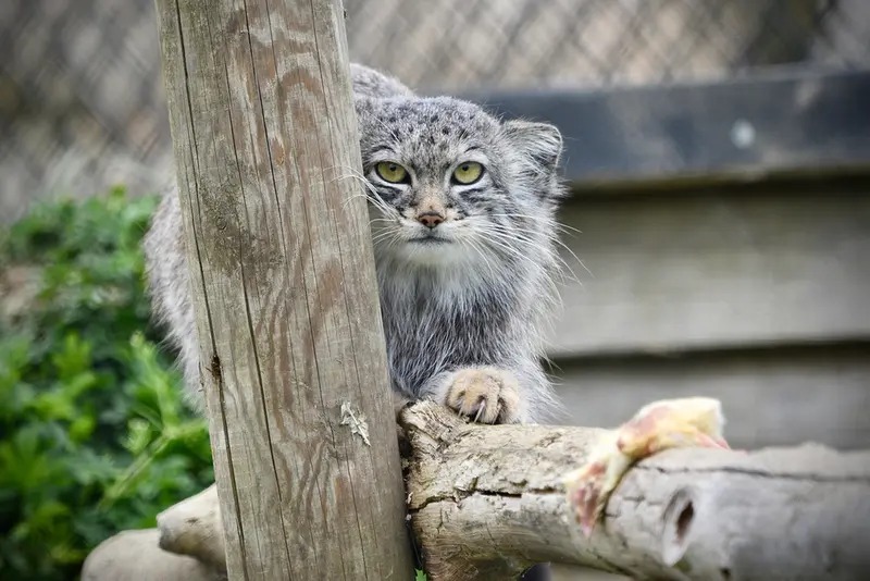 A photograph of Kharaa in Port Lympne Wild Animal Park