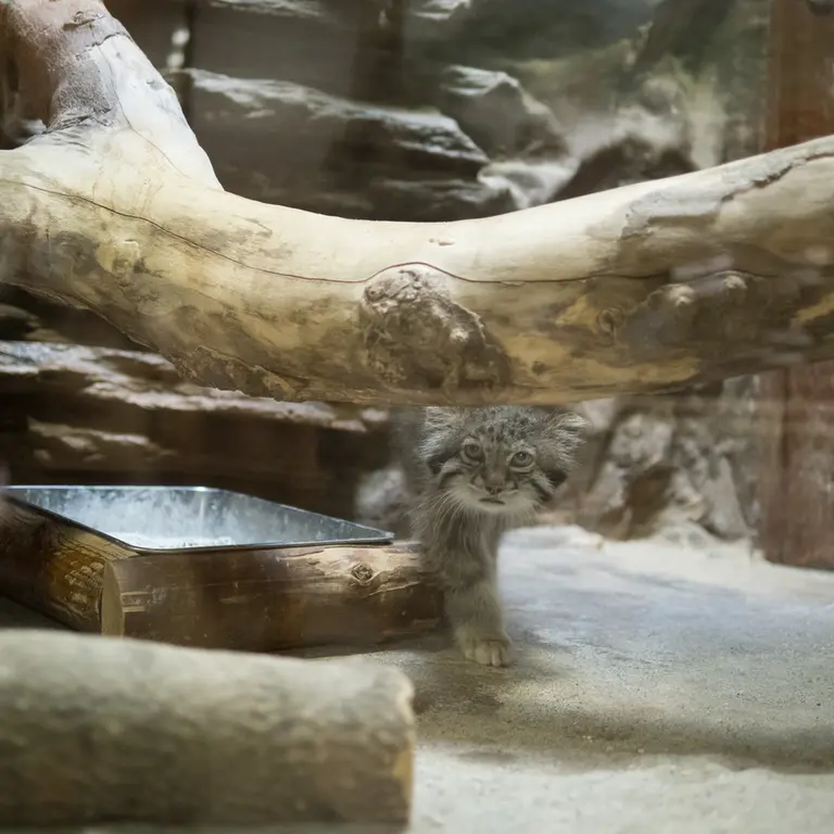 A photograph of Klyon in Ueno Zoological Gardens