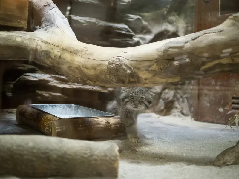 A photograph of Klyon in Ueno Zoological Gardens