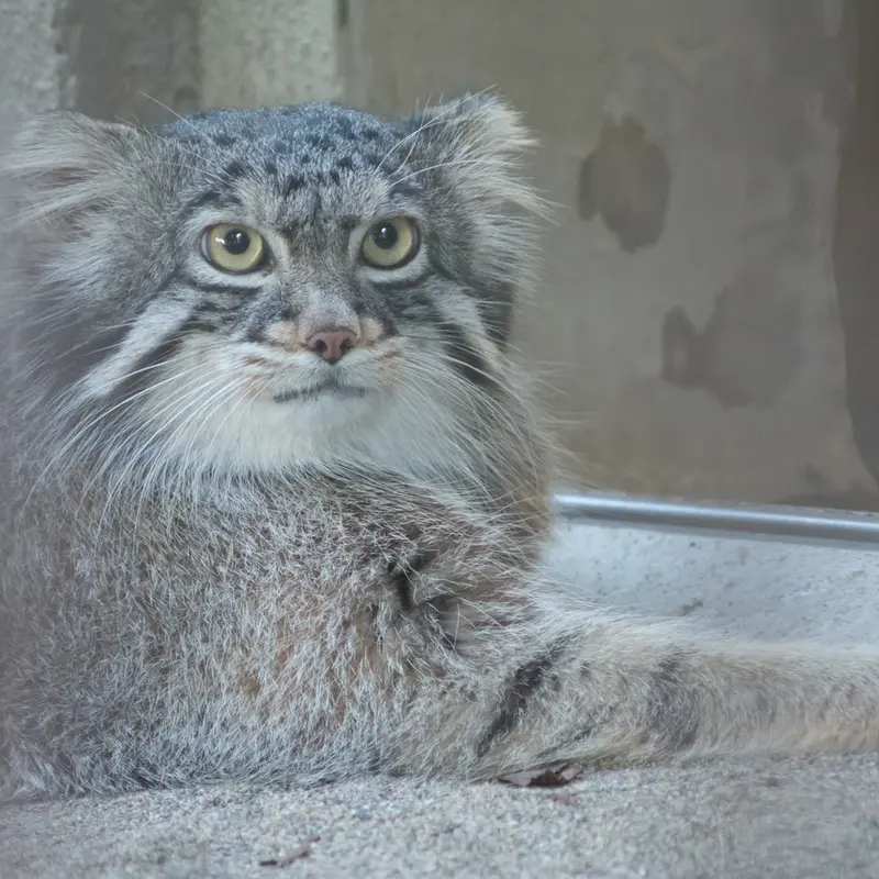 A photograph of Figa in Nogeyama Zoo