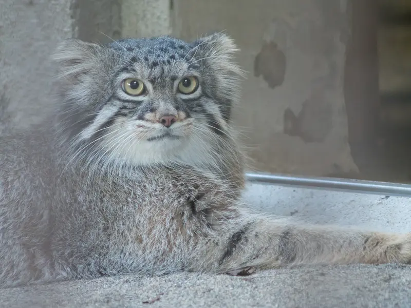 A photograph of Figa in Nogeyama Zoo