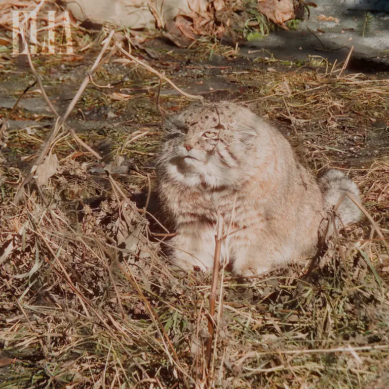 A photograph of Olaf in Calgary Zoo / Wilder Institute