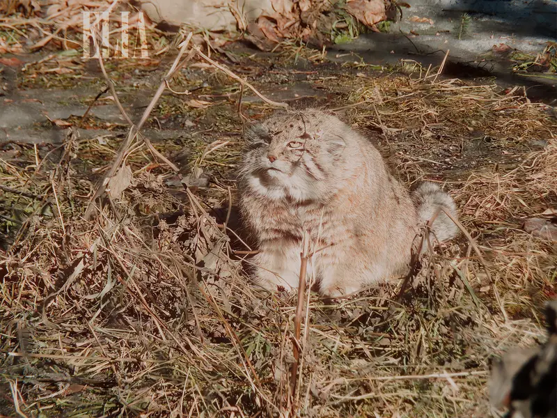 A photograph of Olaf in Calgary Zoo / Wilder Institute