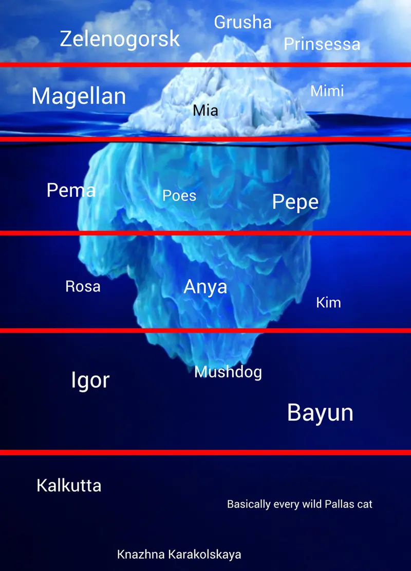 The Pallas’s Cat Iceberg
