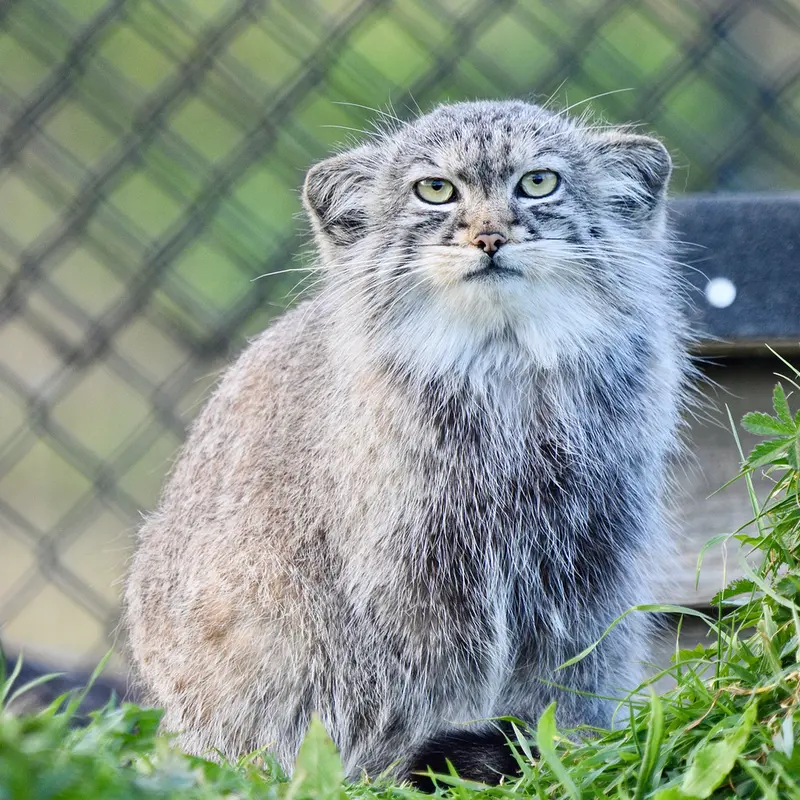 A photograph of Tuya in Port Lympne Wild Animal Park
