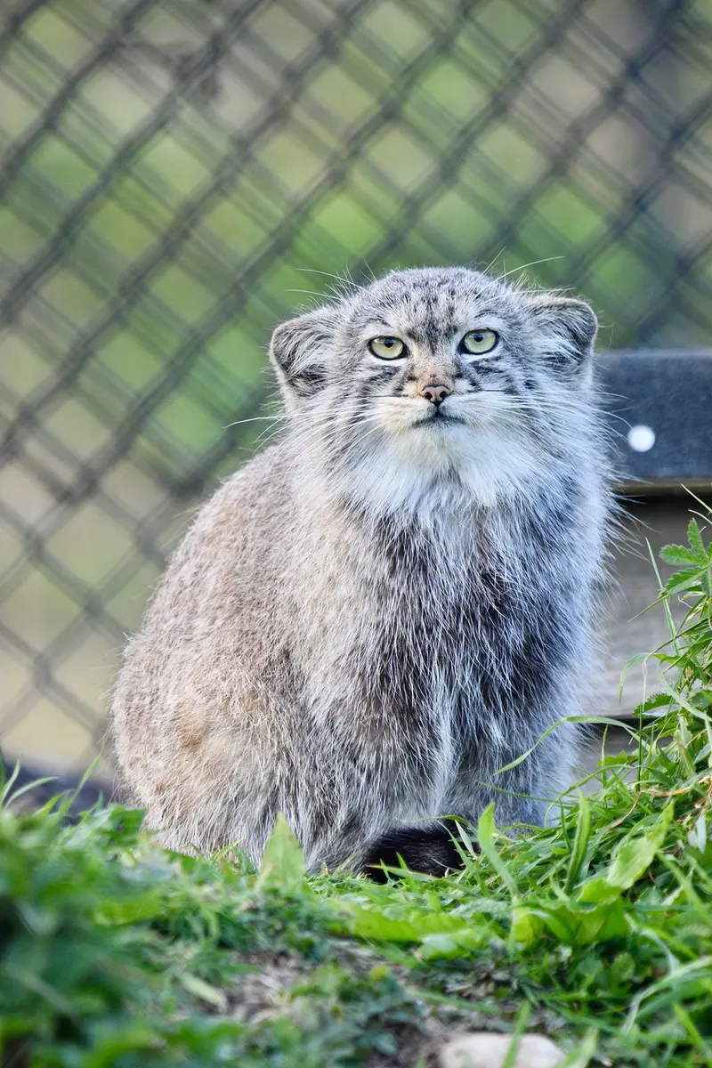 A photograph of Tuya in Port Lympne Wild Animal Park