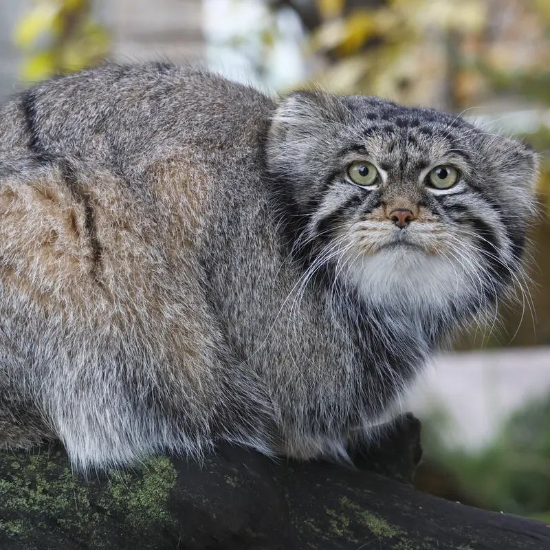 A photograph of Timofey in Moscow zoo