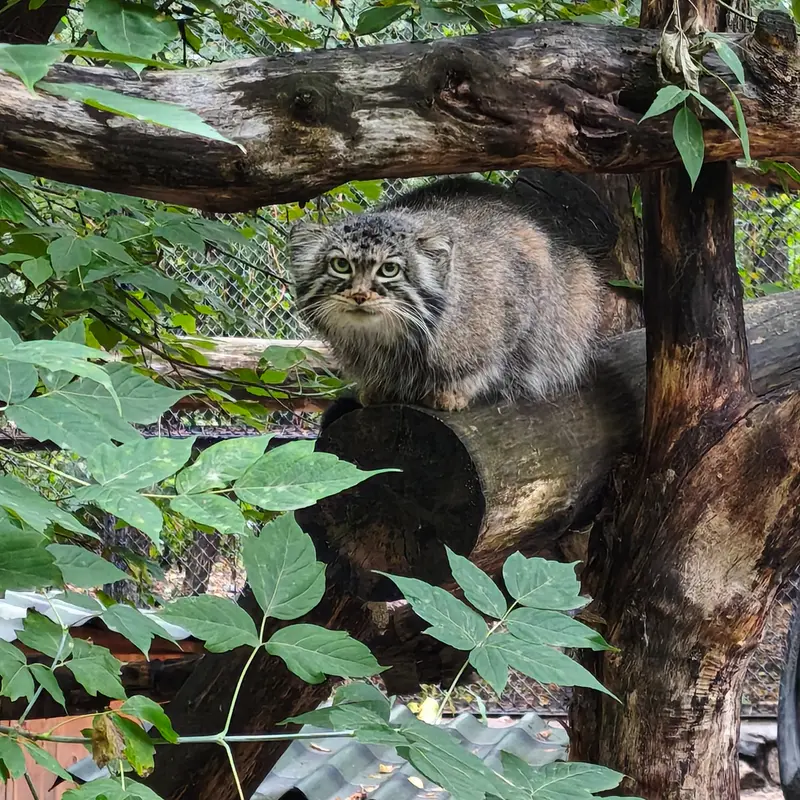 A photograph of Zosya in Novosibirsk Zoo
