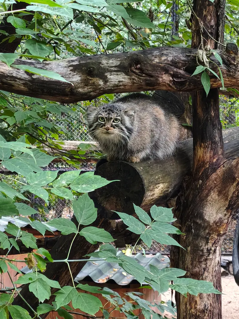 A photograph of Zosya in Novosibirsk Zoo