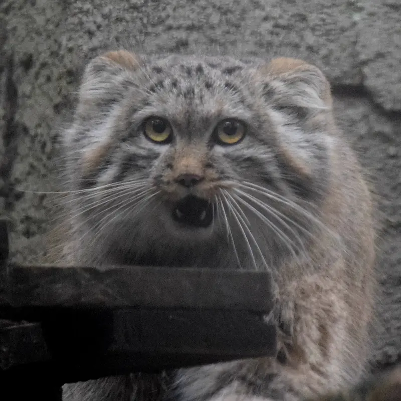 A photograph of Lucy in Budapest Zoo & Botanical Garden