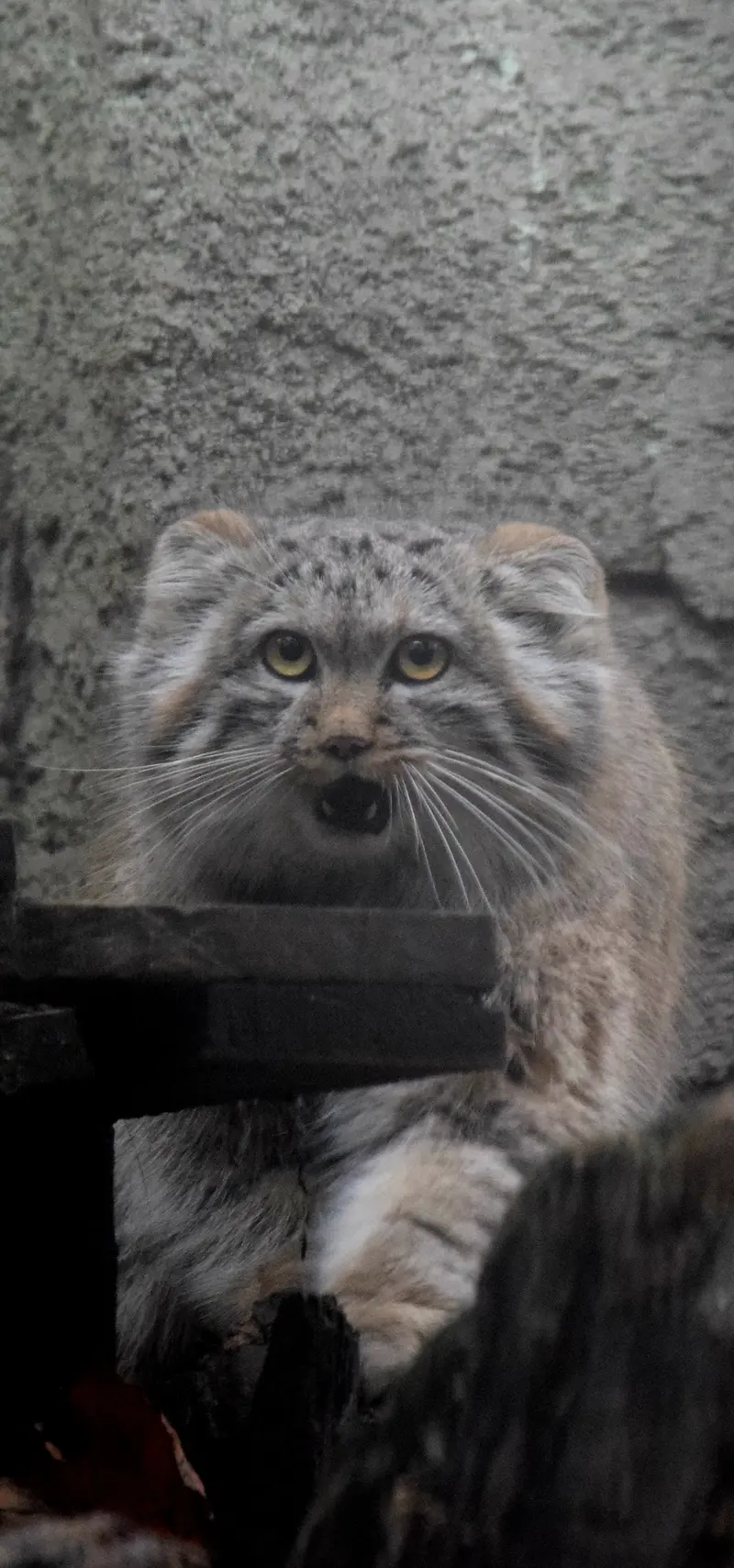 A photograph of Lucy in Budapest Zoo & Botanical Garden