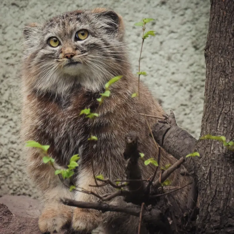 A photograph of Lucy in Budapest Zoo & Botanical Garden