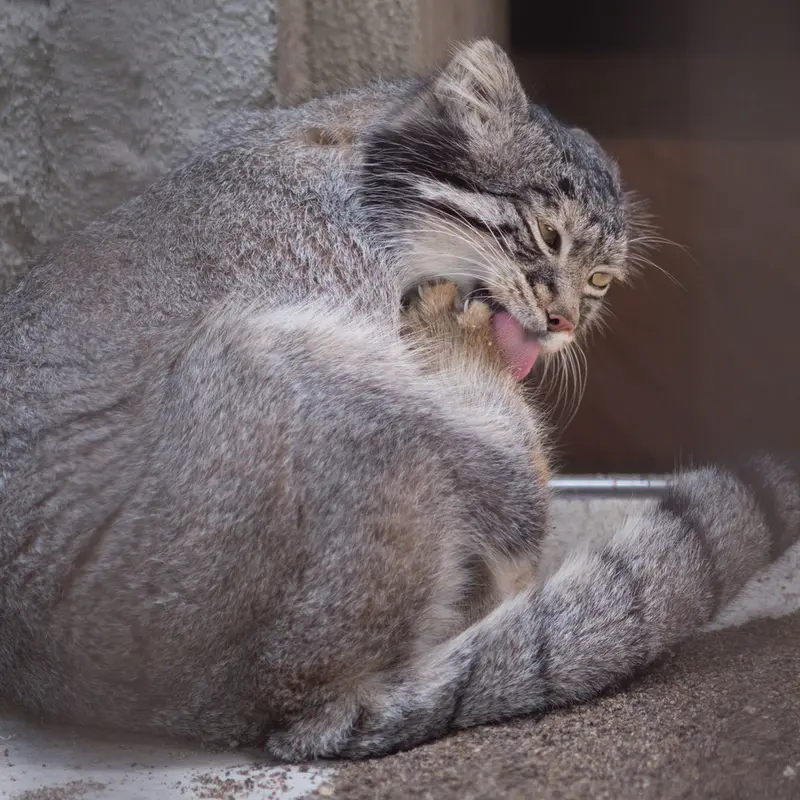 A photograph of Figa in Nogeyama Zoo