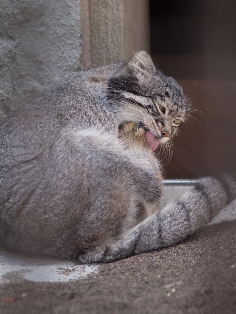 A photograph of Figa in Nogeyama Zoo