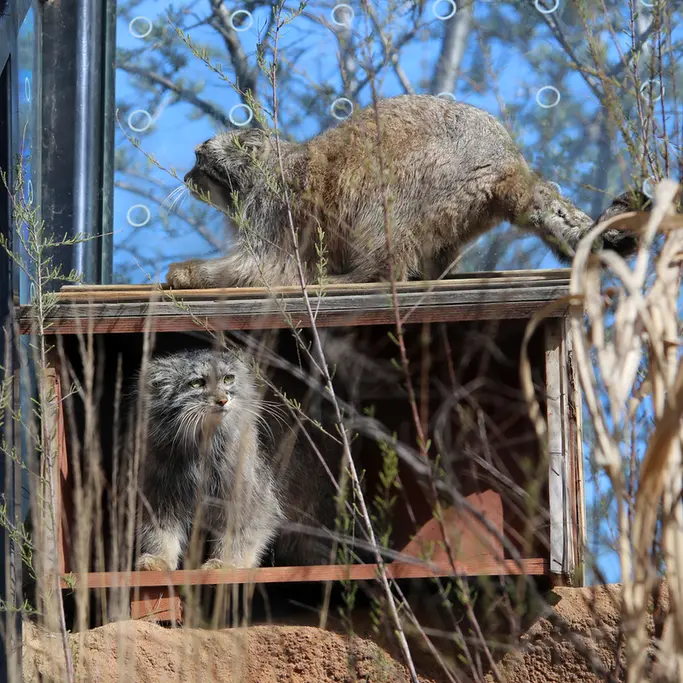 A photograph of Prinsessa and Spay in Prague Zoo
