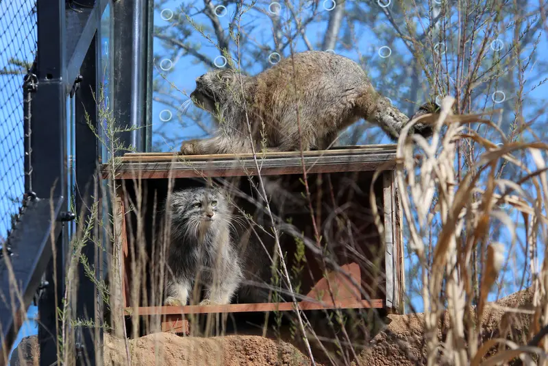 A photograph of Prinsessa and Spay in Prague Zoo