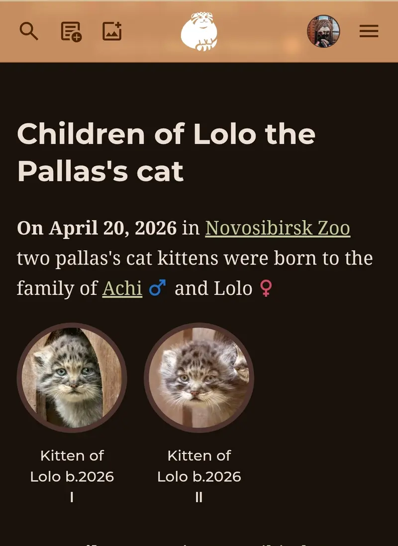 A photograph of a Pallas's cat