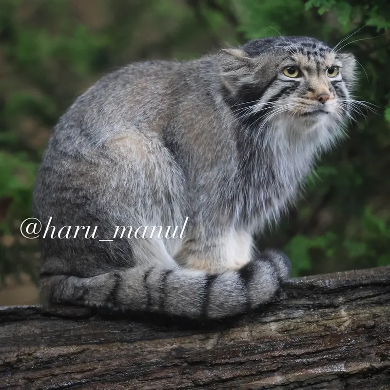 A photograph of Nagomu in Nasu Animal Kingdom