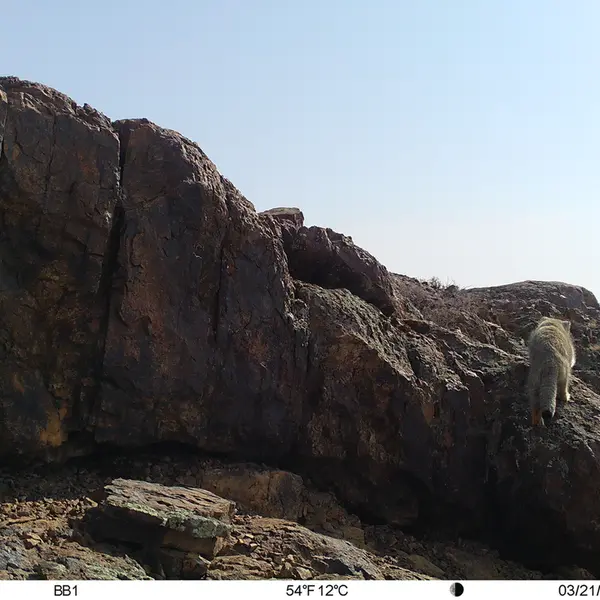 A photograph of Otocolobus manul manul from Aktas-Kunkora [new] camera trap
