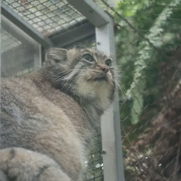 A photograph of Az in Kobe Animal Kingdom