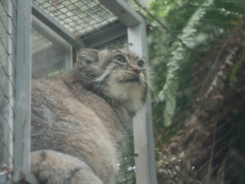 A photograph of Az in Kobe Animal Kingdom