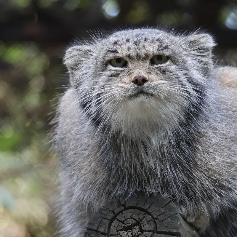 A photograph of Mia in Novosibirsk Zoo